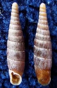 Tabella Clausiliidae